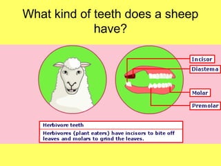 What kind of teeth does a sheep
have?