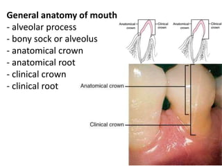 General anatomy of mouth
- alveolar process
- bony sock or alveolus
- anatomical crown
- anatomical root
- clinical crown
- clinical root
 