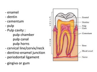 - enamel
- dentin
- cementum
- pulp
- Pulp cavity :
pulp chamber
pulp canal
pulp horns
- cervical line/cervix/neck
- dentino-enamel junction
- periodontal ligament
- gingiva or gum
 