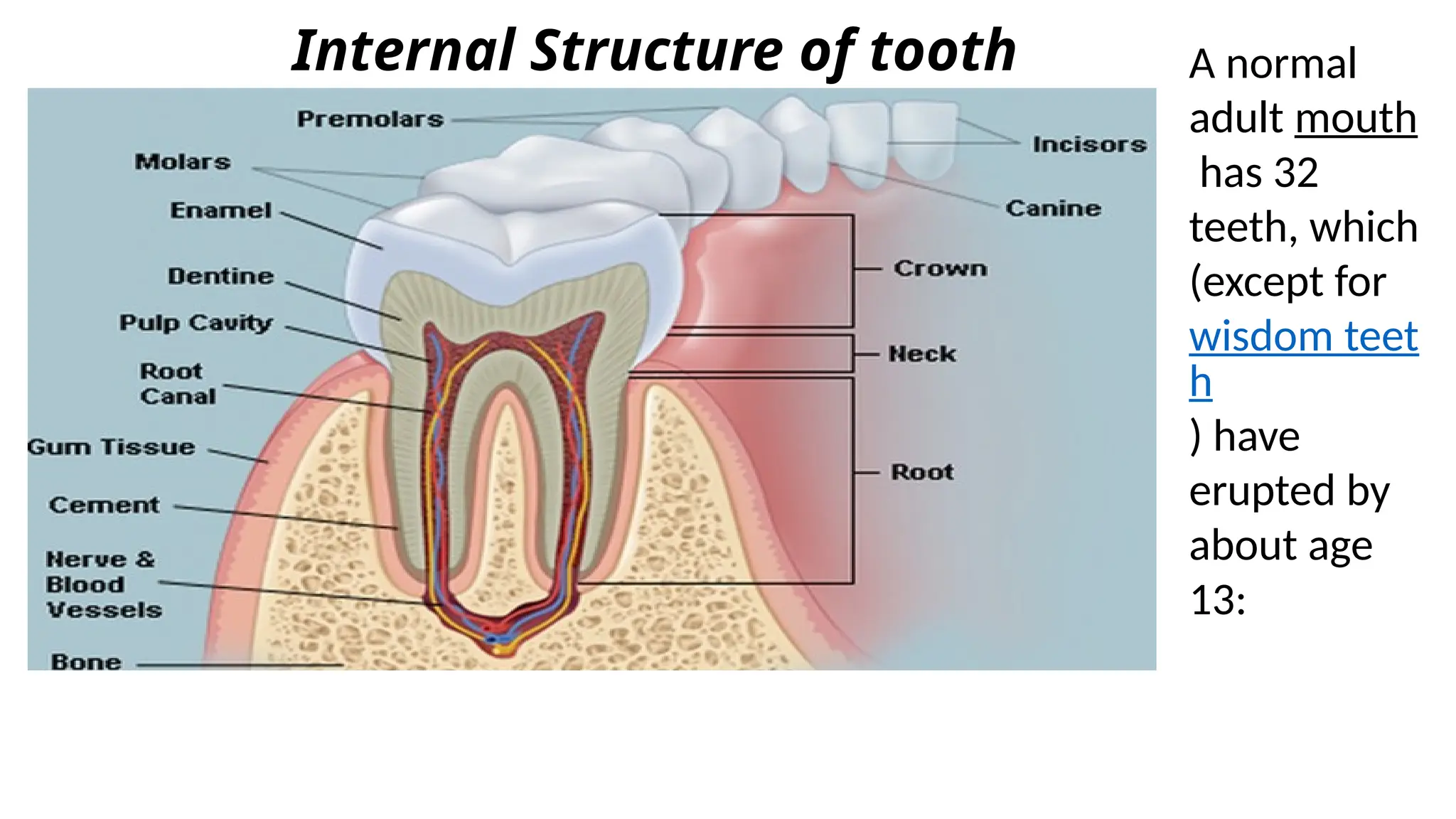 teeth description and type and names how to care | PPTX