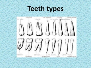 Teeth types
 