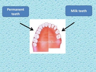 Permanent
teeth
Milk teeth
 