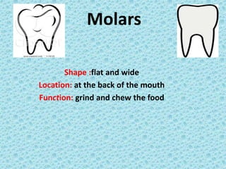 Molars
Shape :flat and wide
Location: at the back of the mouth
Function: grind and chew the food
 
