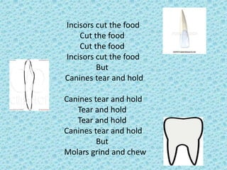 Incisors cut the food
Cut the food
Cut the food
Incisors cut the food
But
Canines tear and hold
Canines tear and hold
Tear and hold
Tear and hold
Canines tear and hold
But
Molars grind and chew
 