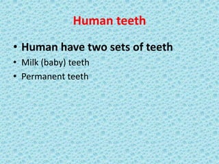 Human teeth
• Human have two sets of teeth
• Milk (baby) teeth
• Permanent teeth
 