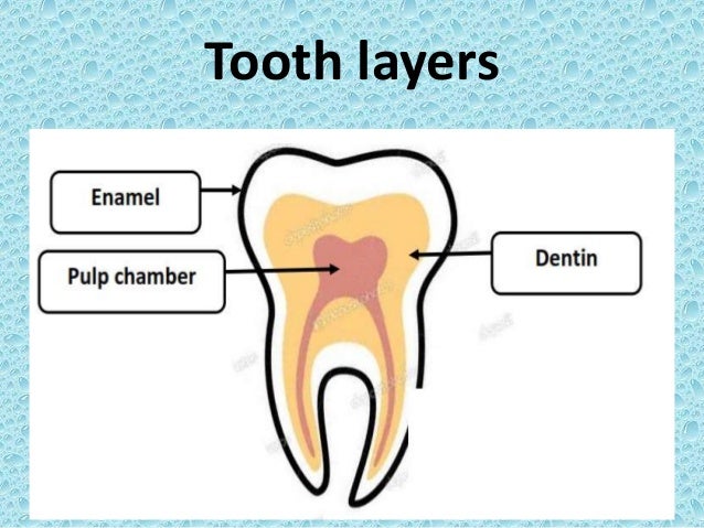 How Many Teeth Does A Dog Have Wiki - TeethWalls