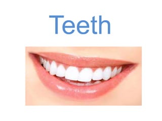Teeth
