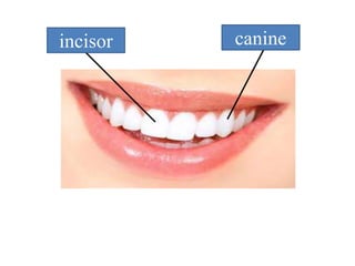 incisor canine