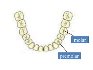 premolar
molar
