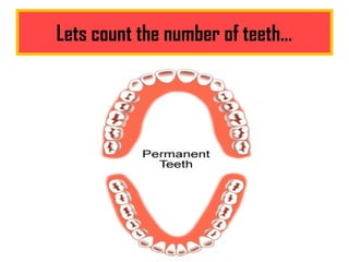 Lets count the number of teeth…