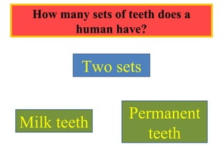 How many sets of teeth does a
human have?
Two sets
Milk teeth
Permanent
teeth