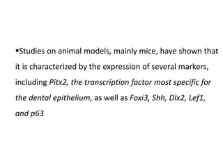 Studies on animal models, mainly mice, have shown that
it is characterized by the expression of several markers,
including Pitx2, the transcription factor most specific for
the dental epithelium, as well as Foxi3, Shh, Dlx2, Lef1,
and p63
 