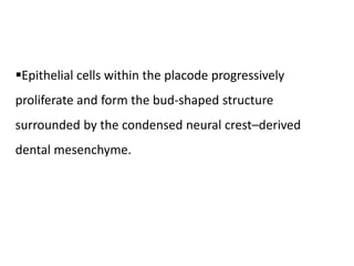 Epithelial cells within the placode progressively
proliferate and form the bud-shaped structure
surrounded by the condensed neural crest–derived
dental mesenchyme.
 