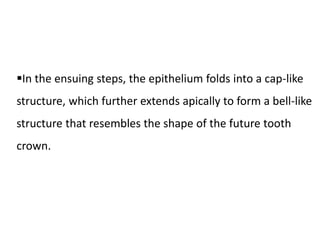 In the ensuing steps, the epithelium folds into a cap-like
structure, which further extends apically to form a bell-like
structure that resembles the shape of the future tooth
crown.
 