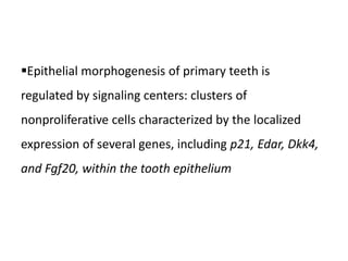 Epithelial morphogenesis of primary teeth is
regulated by signaling centers: clusters of
nonproliferative cells characterized by the localized
expression of several genes, including p21, Edar, Dkk4,
and Fgf20, within the tooth epithelium
 