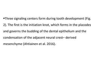 Three signaling centers form during tooth development (Fig.
2). The first is the initiation knot, which forms in the placodes
and governs the budding of the dental epithelium and the
condensation of the adjacent neural crest– derived
mesenchyme (Ahtiainen et al. 2016).
 