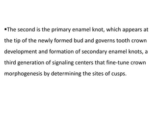 The second is the primary enamel knot, which appears at
the tip of the newly formed bud and governs tooth crown
development and formation of secondary enamel knots, a
third generation of signaling centers that fine-tune crown
morphogenesis by determining the sites of cusps.
 