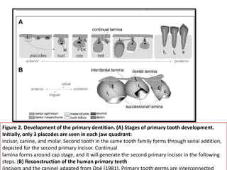 Figure 2. Development of the primary dentition. (A) Stages of primary tooth development.
Initially, only 3 placodes are seen in each jaw quadrant:
incisor, canine, and molar. Second tooth in the same tooth family forms through serial addition,
depicted for the second primary incisor. Continual
lamina forms around cap stage, and it will generate the second primary incisor in the following
steps. (B) Reconstruction of the human primary teeth
 