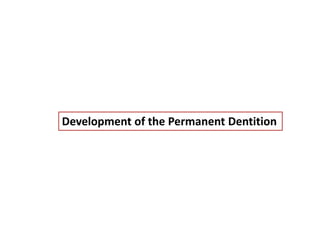Development of the Permanent Dentition
 