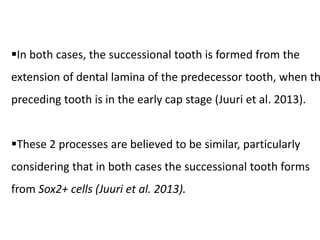In both cases, the successional tooth is formed from the
extension of dental lamina of the predecessor tooth, when th
preceding tooth is in the early cap stage (Juuri et al. 2013).
These 2 processes are believed to be similar, particularly
considering that in both cases the successional tooth forms
from Sox2+ cells (Juuri et al. 2013).
 