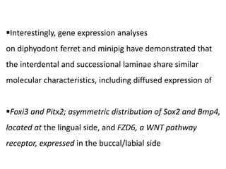 Interestingly, gene expression analyses
on diphyodont ferret and minipig have demonstrated that
the interdental and successional laminae share similar
molecular characteristics, including diffused expression of
Foxi3 and Pitx2; asymmetric distribution of Sox2 and Bmp4,
located at the lingual side, and FZD6, a WNT pathway
receptor, expressed in the buccal/labial side
 