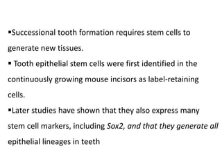 Successional tooth formation requires stem cells to
generate new tissues.
 Tooth epithelial stem cells were first identified in the
continuously growing mouse incisors as label-retaining
cells.
Later studies have shown that they also express many
stem cell markers, including Sox2, and that they generate all
epithelial lineages in teeth
 