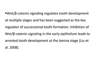 Wnt/β-catenin signaling regulates tooth development
at multiple stages and has been suggested as the key
regulator of successional tooth formation. Inhibition of
Wnt/β-catenin signaling in the early epithelium leads to
arrested tooth development at the lamina stage (Liu et
al. 2008).
 