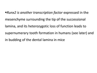 Runx2 is another transcription factor expressed in the
mesenchyme surrounding the tip of the successional
lamina, and its heterozygotic loss of function leads to
supernumerary tooth formation in humans (see later) and
in budding of the dental lamina in mice
 