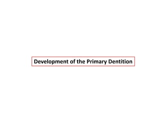 Development of the Primary Dentition
 