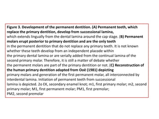 Figure 3. Development of the permanent dentition. (A) Permanent teeth, which
replace the primary dentition, develop from successional lamina,
which extends lingually from the dental lamina around the cap stage. (B) Permanent
molars erupt posterior to primary dentition and are the only teeth
in the permanent dentition that do not replace any primary teeth. It is not known
whether these teeth develop from an independent placode within
the primary dental lamina or are serially added from the continual lamina of the
second primary molar. Therefore, it is still a matter of debate whether
the permanent molars are part of the primary dentition or not. (C) Reconstruction of
the human primary dentition adapted from Ooë (1981) depicting
primary molars and generation of the first permanent molar, all interconnected by
interdental lamina. Initiation of permanent teeth from successional
lamina is depicted. 2o EK, secondary enamel knot; m1, first primary molar; m2, second
primary molar; M1, first permanent molar; PM1, first premolar;
PM2, second premolar
 