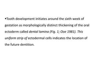 Tooth development initiates around the sixth week of
gestation as morphologically distinct thickening of the oral
ectoderm called dental lamina (Fig. 1; Ooe 1981). This
uniform strip of ectodermal cells indicates the location of
the future dentition.
 