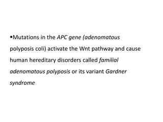 Mutations in the APC gene (adenomatous
polyposis coli) activate the Wnt pathway and cause
human hereditary disorders called familial
adenomatous polyposis or its variant Gardner
syndrome
 