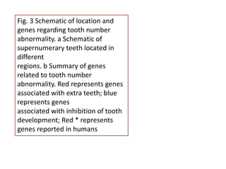 Fig. 3 Schematic of location and
genes regarding tooth number
abnormality. a Schematic of
supernumerary teeth located in
different
regions. b Summary of genes
related to tooth number
abnormality. Red represents genes
associated with extra teeth; blue
represents genes
associated with inhibition of tooth
development; Red * represents
genes reported in humans
 