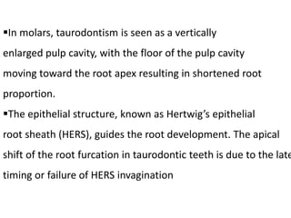 In molars, taurodontism is seen as a vertically
enlarged pulp cavity, with the floor of the pulp cavity
moving toward the root apex resulting in shortened root
proportion.
The epithelial structure, known as Hertwig’s epithelial
root sheath (HERS), guides the root development. The apical
shift of the root furcation in taurodontic teeth is due to the late
timing or failure of HERS invagination
 