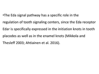 •The Eda signal pathway has a specific role in the
regulation of tooth signaling centers, since the Eda receptor
Edar is specifically expressed in the initiation knots in tooth
placodes as well as in the enamel knots (Mikkola and
Thesleff 2003; Ahtiainen et al. 2016).
 