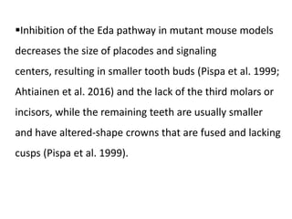 Inhibition of the Eda pathway in mutant mouse models
decreases the size of placodes and signaling
centers, resulting in smaller tooth buds (Pispa et al. 1999;
Ahtiainen et al. 2016) and the lack of the third molars or
incisors, while the remaining teeth are usually smaller
and have altered-shape crowns that are fused and lacking
cusps (Pispa et al. 1999).
 