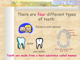 There are four different types
of teeth.
molar
pre molar
Incisors and canines
Teeth are made from a hard substance called enamel
 