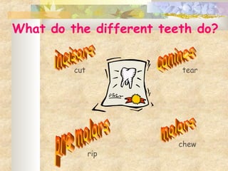 cut tear
rip
chew
What do the different teeth do?
 