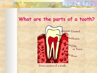 What are the parts of a tooth?
 