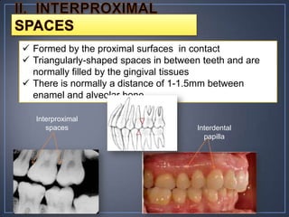 Space Between Tooth Roots Physiology of Teeth and Its Supporting Structures | PPTX