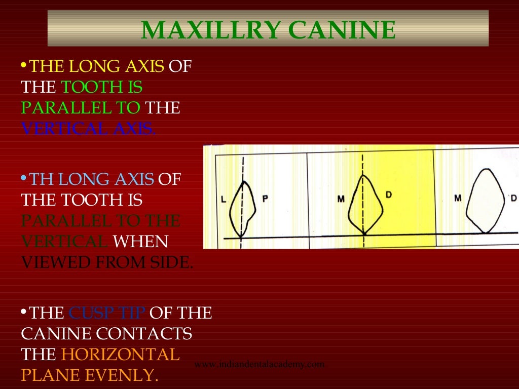 Teeth arrangement/ orthodontics courses online