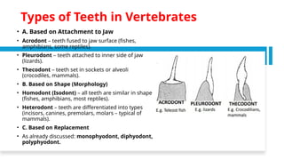 Teeth Development, Structure & Types.pptx