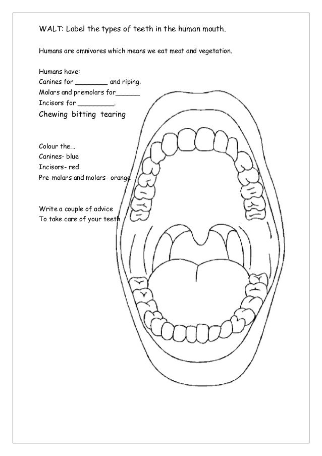 teeth diagram ks2 teeth labelling teeth diagram ks2 teeth labelling