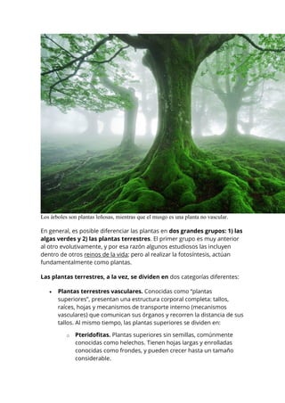Los árboles son plantas leñosas, mientras que el musgo es una planta no vascular.
En general, es posible diferenciar las plantas en dos grandes grupos: 1) las
algas verdes y 2) las plantas terrestres. El primer grupo es muy anterior
al otro evolutivamente, y por esa razón algunos estudiosos las incluyen
dentro de otros reinos de la vida; pero al realizar la fotosíntesis, actúan
fundamentalmente como plantas.
Las plantas terrestres, a la vez, se dividen en dos categorías diferentes:
 Plantas terrestres vasculares. Conocidas como “plantas
superiores”, presentan una estructura corporal completa: tallos,
raíces, hojas y mecanismos de transporte interno (mecanismos
vasculares) que comunican sus órganos y recorren la distancia de sus
tallos. Al mismo tiempo, las plantas superiores se dividen en:
o Pteridofitas. Plantas superiores sin semillas, comúnmente
conocidas como helechos. Tienen hojas largas y enrolladas
conocidas como frondes, y pueden crecer hasta un tamaño
considerable.
 