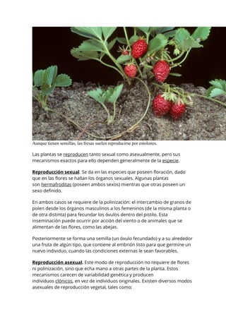 Aunque tienen semillas, las fresas suelen reproducirse por estolones.
Las plantas se reproducen tanto sexual como asexualmente, pero sus
mecanismos exactos para ello dependen generalmente de la especie.
Reproducción sexual. Se da en las especies que poseen floración, dado
que en las flores se hallan los órganos sexuales. Algunas plantas
son hermafroditas (poseen ambos sexos) mientras que otras poseen un
sexo definido.
En ambos casos se requiere de la polinización: el intercambio de granos de
polen desde los órganos masculinos a los femeninos (de la misma planta o
de otra distinta) para fecundar los óvulos dentro del pistilo. Esta
inseminación puede ocurrir por acción del viento o de animales que se
alimentan de las flores, como las abejas.
Posteriormente se forma una semilla (un óvulo fecundado) y a su alrededor
una fruta de algún tipo, que contiene al embrión listo para que germine un
nuevo individuo, cuando las condiciones externas le sean favorables.
Reproducción asexual. Este modo de reproducción no requiere de flores
ni polinización, sino que echa mano a otras partes de la planta. Estos
mecanismos carecen de variabilidad genética y producen
individuos clónicos, en vez de individuos originales. Existen diversos modos
asexuales de reproducción vegetal, tales como:
 