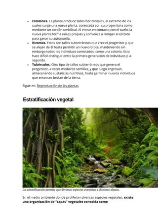  Estolones. La planta produce tallos horizontales, al extremo de los
cuales surge una nueva planta, conectada con su progenitora como
mediante un cordón umbilical. Al entrar en contacto con el suelo, la
nueva planta forma raíces propias y comienza a romper el estolón
para ganar su autonomía.
 Rizomas. Estos son tallos subterráneos que crea el progenitor y que
se alejan de él hasta permitir un nuevo brote, manteniendo sin
embargo todos los individuos conectados, como una colonia. Esto
hace difícil distinguir entre la primera generación de individuos y la
segunda.
 Tubérculos. Otro tipo de tallos subterráneos que genera el
progenitor, a veces mediante semillas, y que luego engrosan,
almacenando sustancias nutritivas, hasta germinar nuevos individuos
que entonces brotan de la tierra.
Sigue en: Reproducción de las plantas
Estratificación vegetal
La estratificación permite que diversas especies coexistan a distintas alturas.
En el medio ambiente donde proliferan diversas especies vegetales, existe
una organización de “capas” vegetales conocida como
 