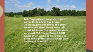 Teff (Eragrostis tef) is a grain crop and
part of the family of true grasses
(Poaceae), similar to millet. The grains
are ...