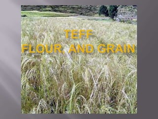 TeffFlour, and Grain  