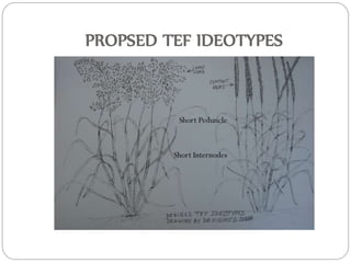 PROPSED TEF IDEOTYPES
Short Peduncle
Short Internodes
 