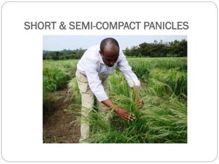 SHORT & SEMI-COMPACT PANICLES
 